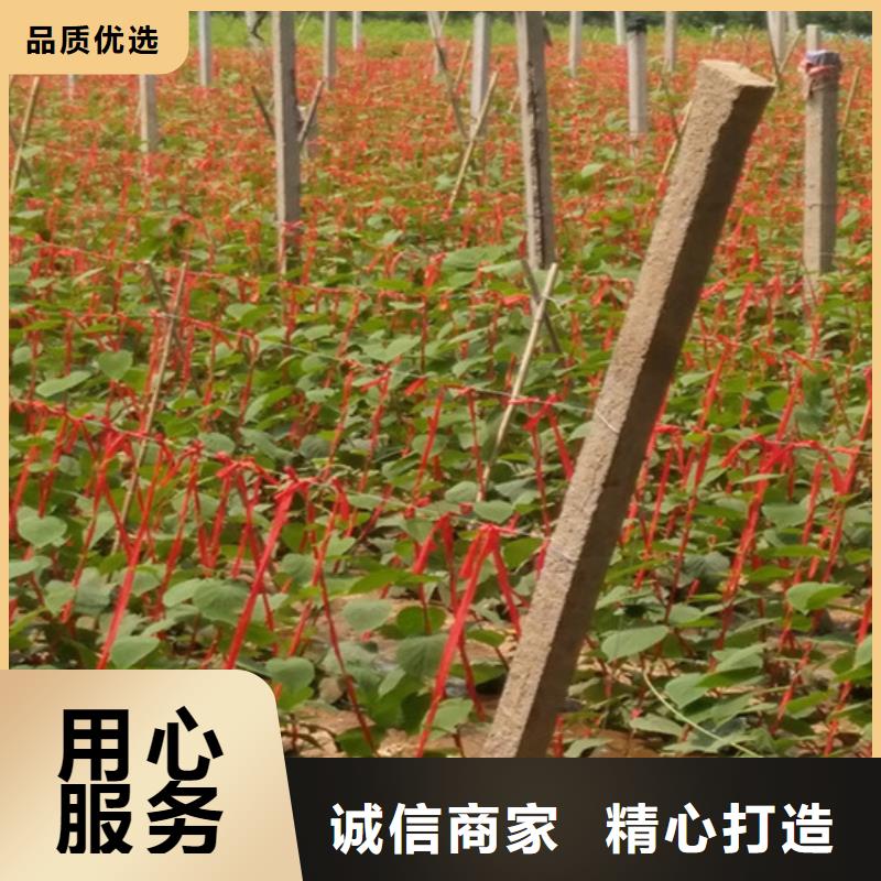 猕猴桃苹果苗好产品好服务