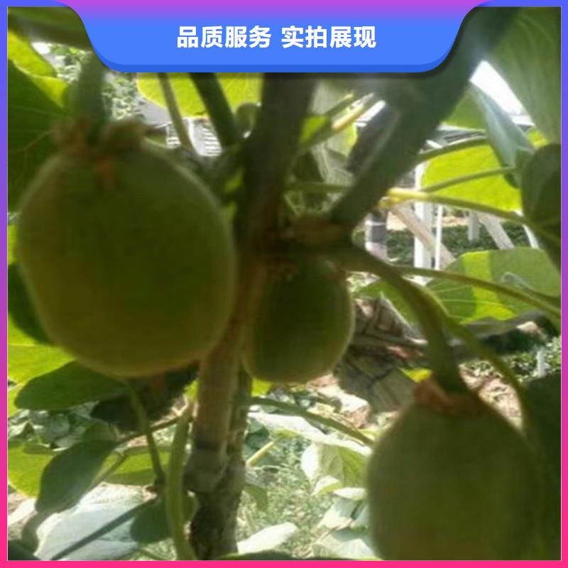 猕猴桃苹果苗好产品好服务