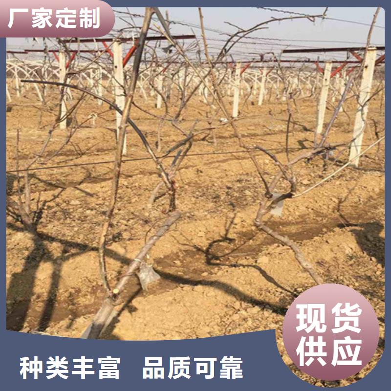 【猕猴桃】蓝莓苗专业供货品质管控