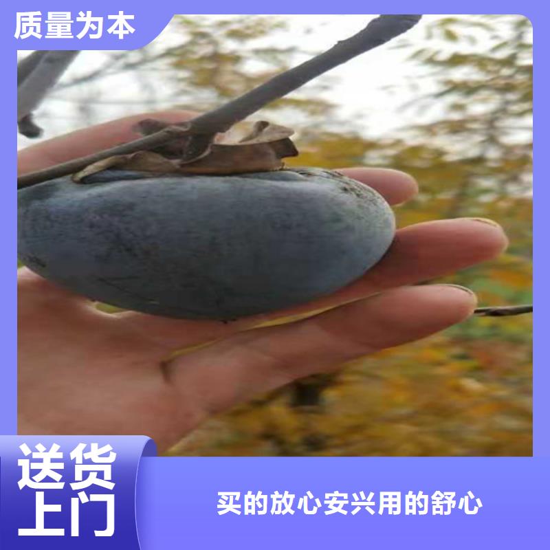 柿子草莓苗用心经营