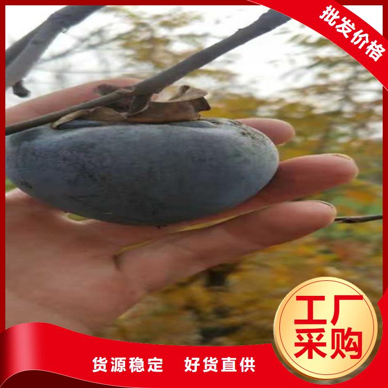 柿子草莓苗用心经营