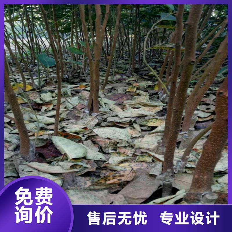 柿子草莓苗用心经营