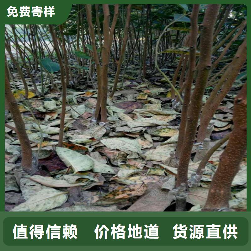 柿子石榴树优良工艺