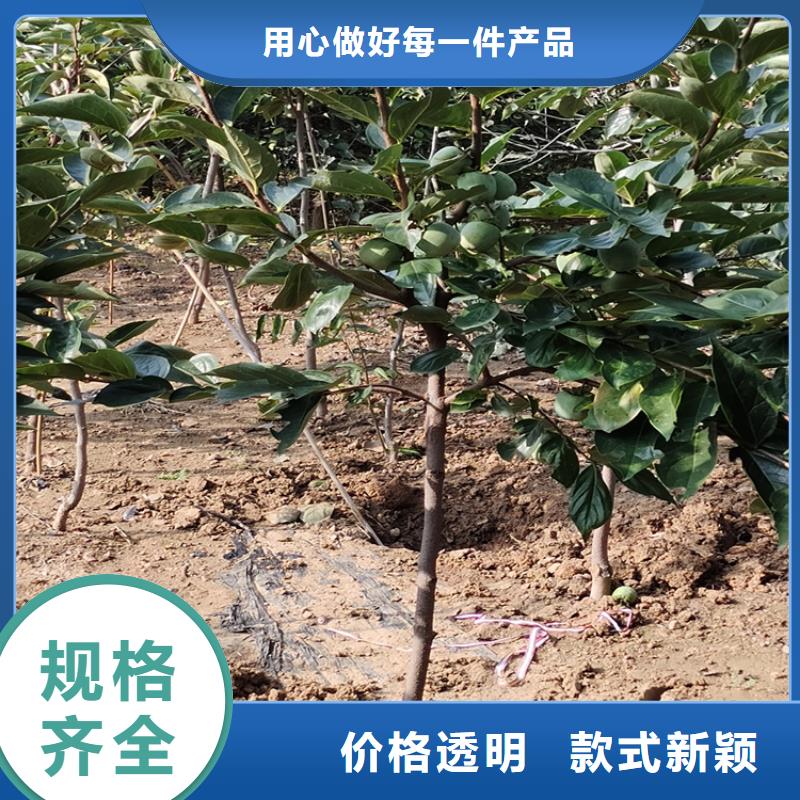 柿子草莓苗用心经营