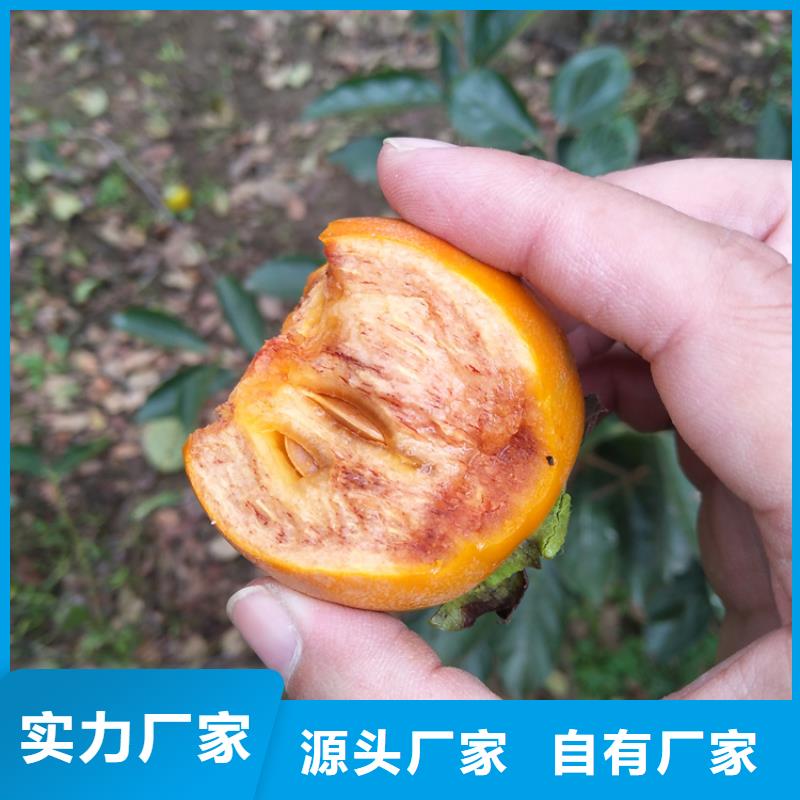 甜脆柿子苗适合种植地区