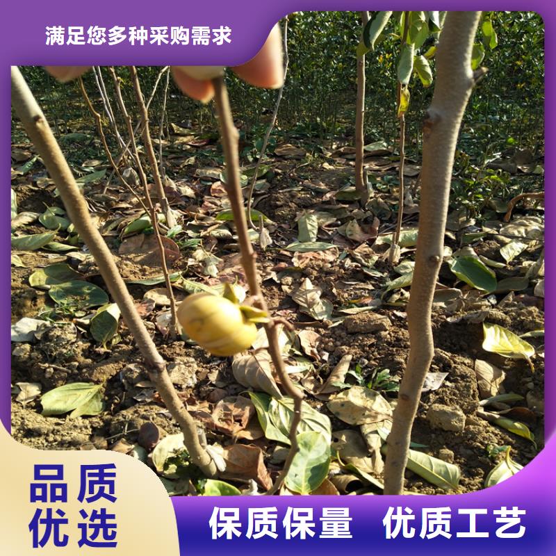 柿子-樱桃苗服务至上