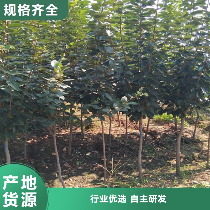 柿子,红颜草莓质量好