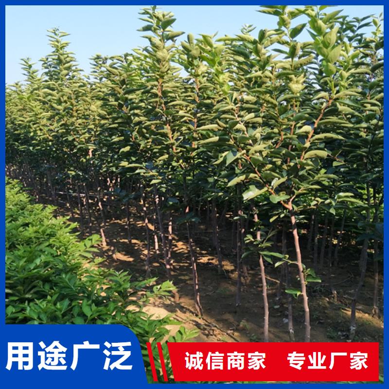柿子草莓苗用心经营