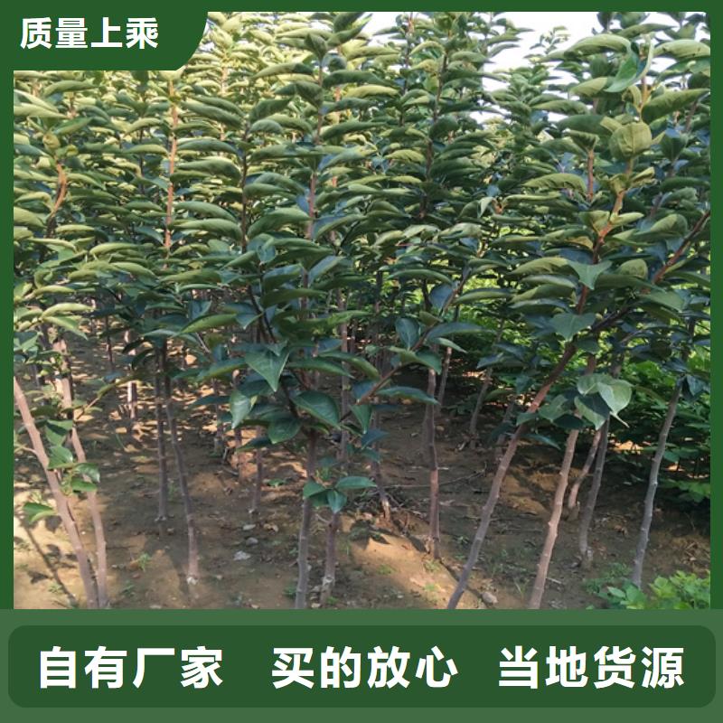 柿子-樱桃苗服务至上