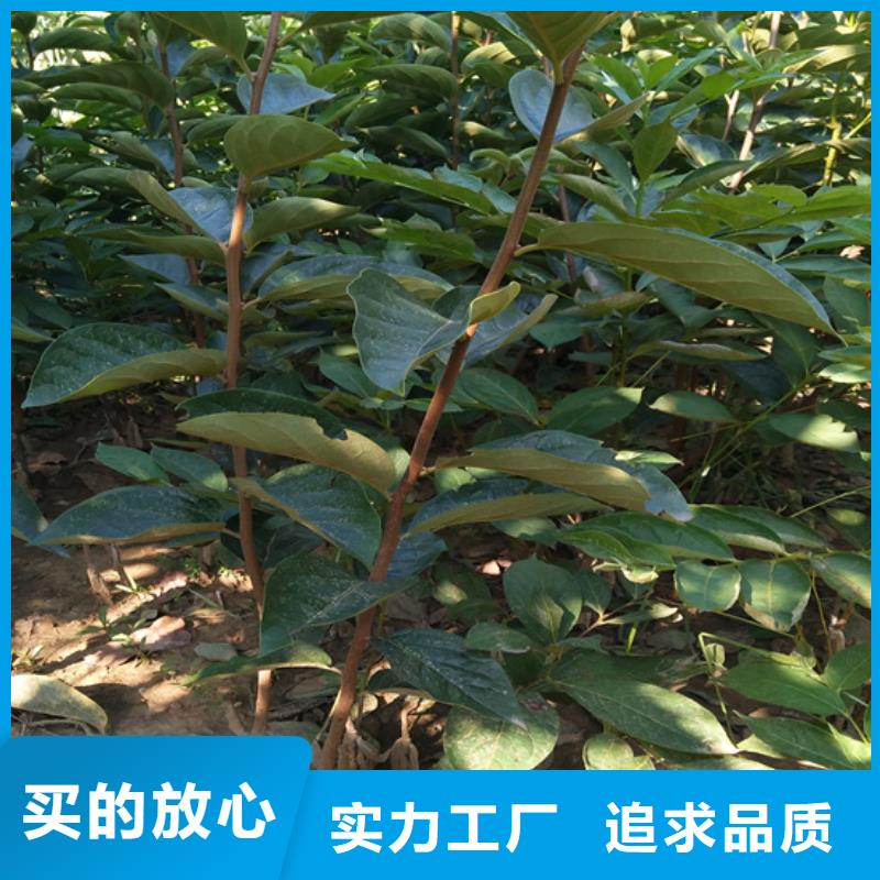 柿子,红颜草莓质量好