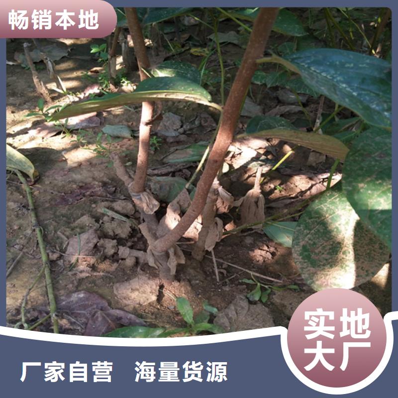 柿子,红颜草莓质量好