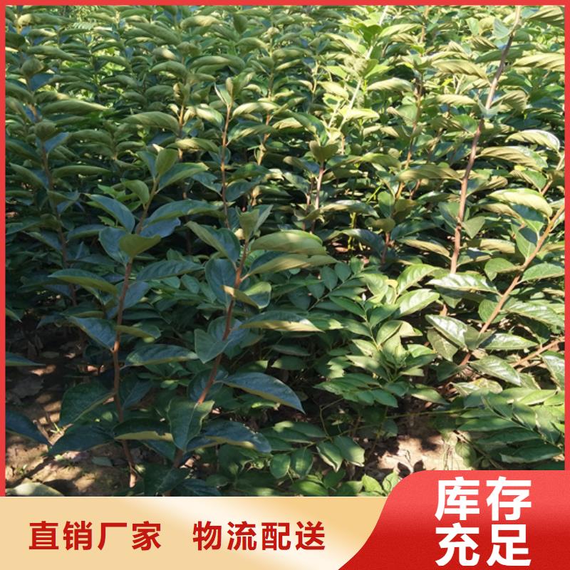 柿子草莓苗用心经营