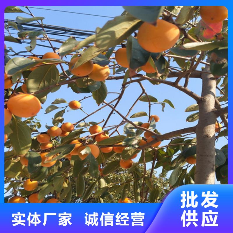 柿子,红颜草莓质量好