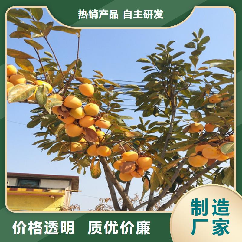 柿子草莓苗用心经营