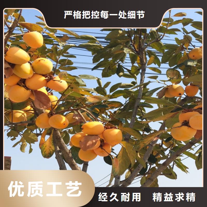 柿子草莓苗用心经营