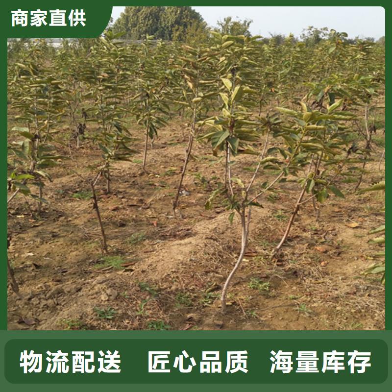 柿子,红颜草莓质量好