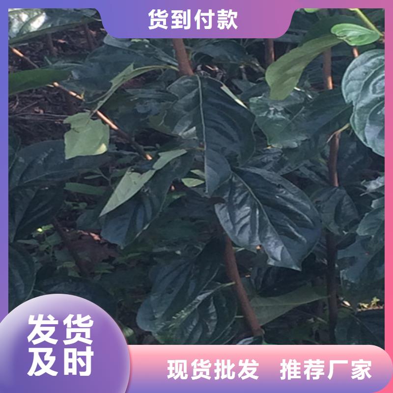 柿子草莓苗用心经营