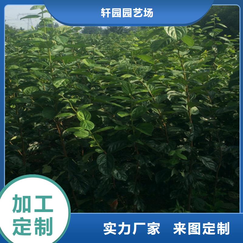柿子石榴树优良工艺