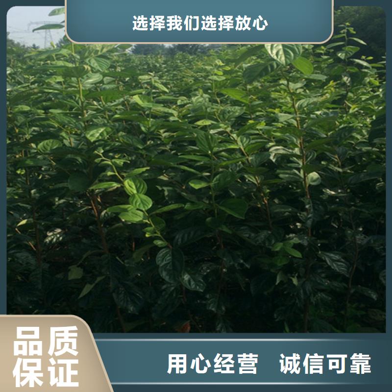 甜脆柿子苗适合种植地区