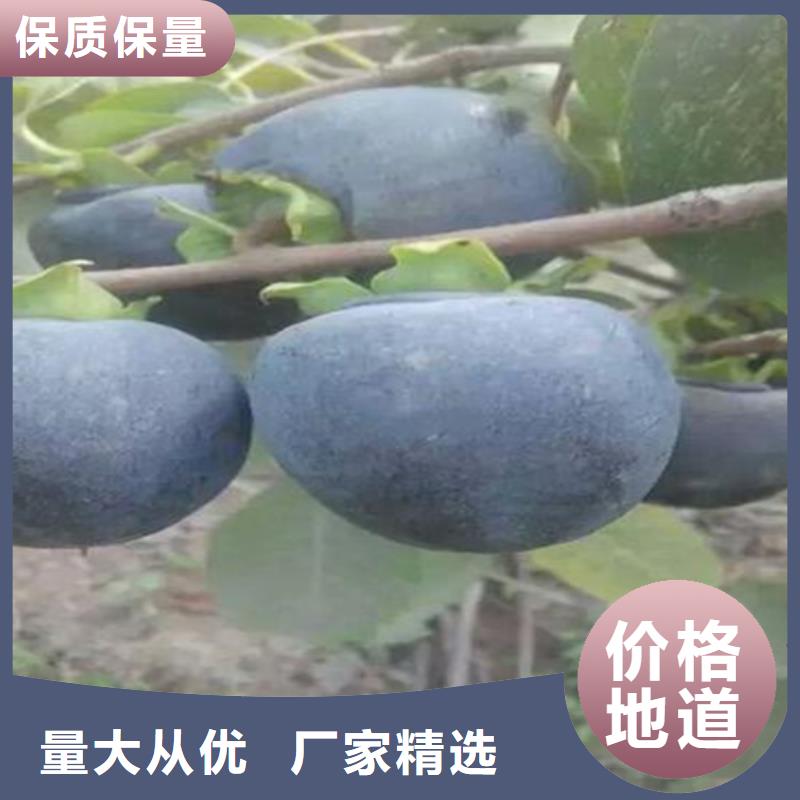 柿子,红颜草莓质量好