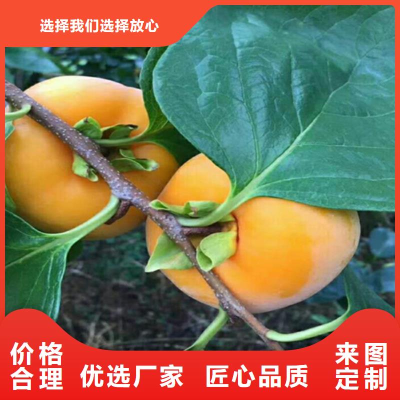 柿子草莓苗用心经营