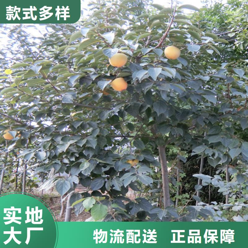 柿子草莓苗用心经营