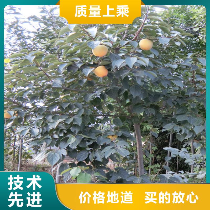 柿子草莓苗用心经营