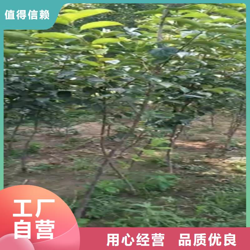 柿子草莓苗用心经营