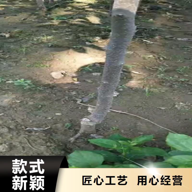 柿子-樱桃苗服务至上