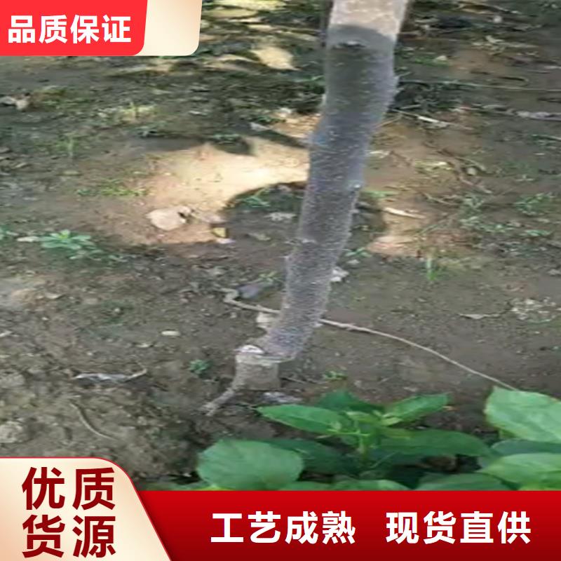 柿子草莓苗用心经营