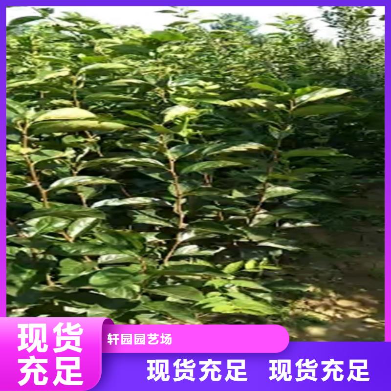 甜脆柿子苗适合种植地区