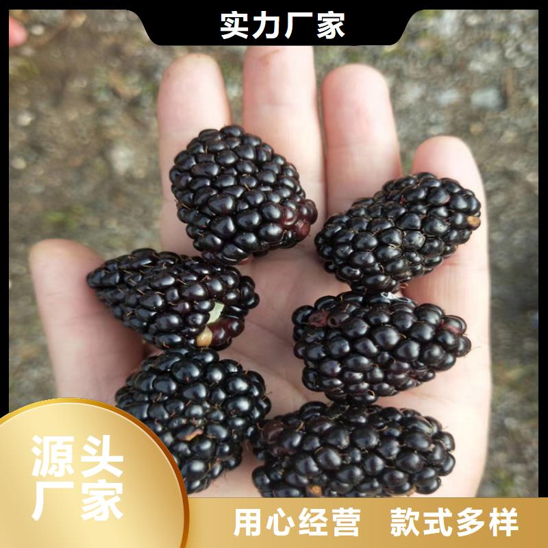 树莓苹果苗专业的生产厂家