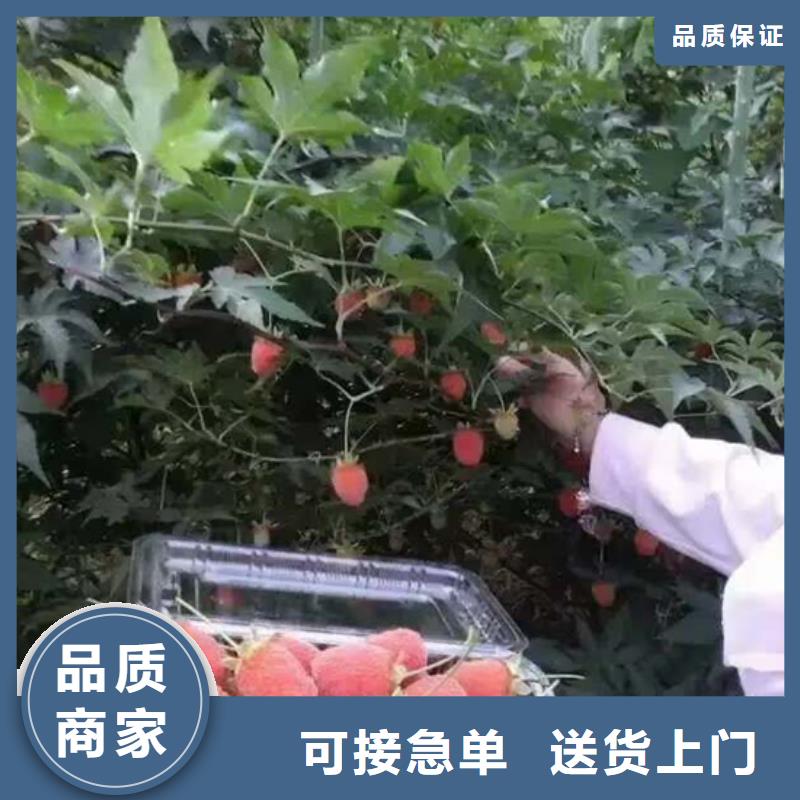 树莓桃树苗一站式服务