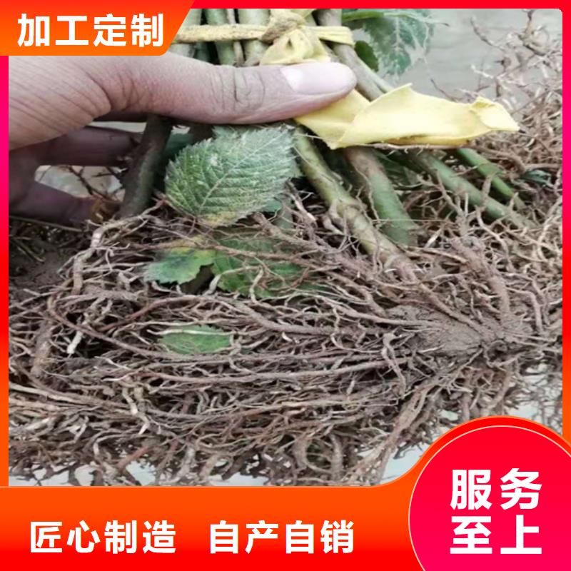 树莓-玛瑙红石榴苗产品参数