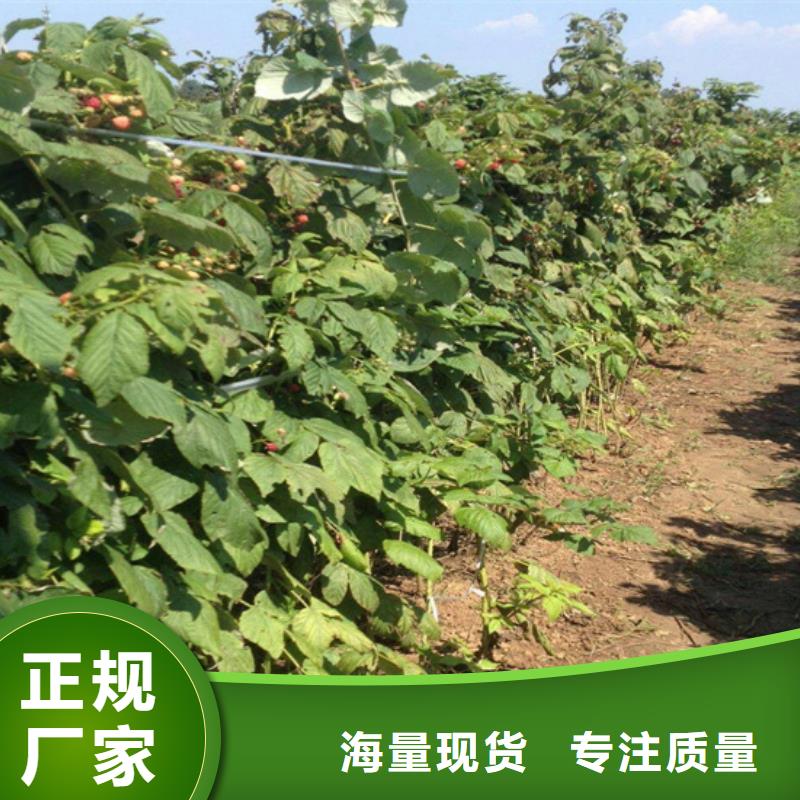树莓桃树苗一站式服务