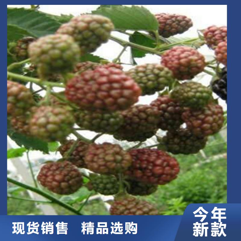 树莓,石榴树保质保量