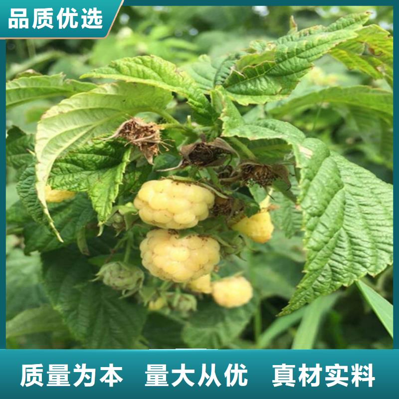 树莓-玛瑙红石榴苗产品参数