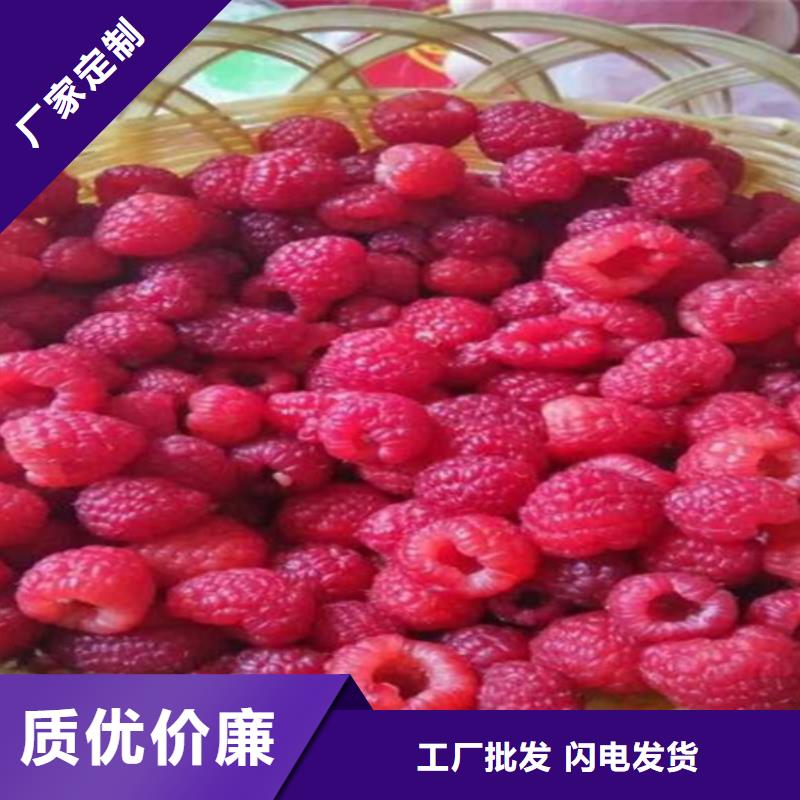 树莓-玛瑙红石榴苗产品参数