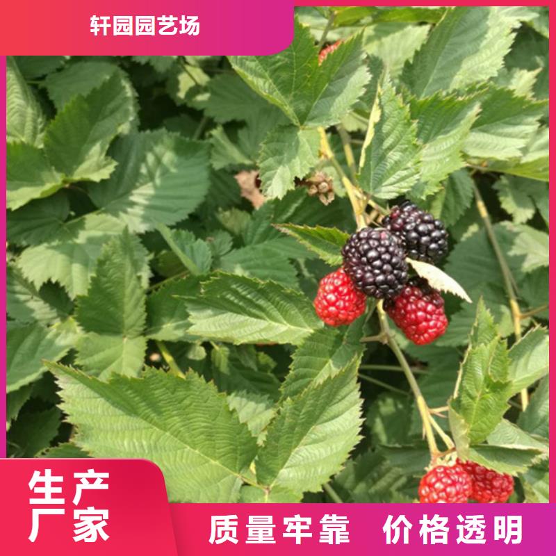 树莓-玛瑙红石榴苗产品参数