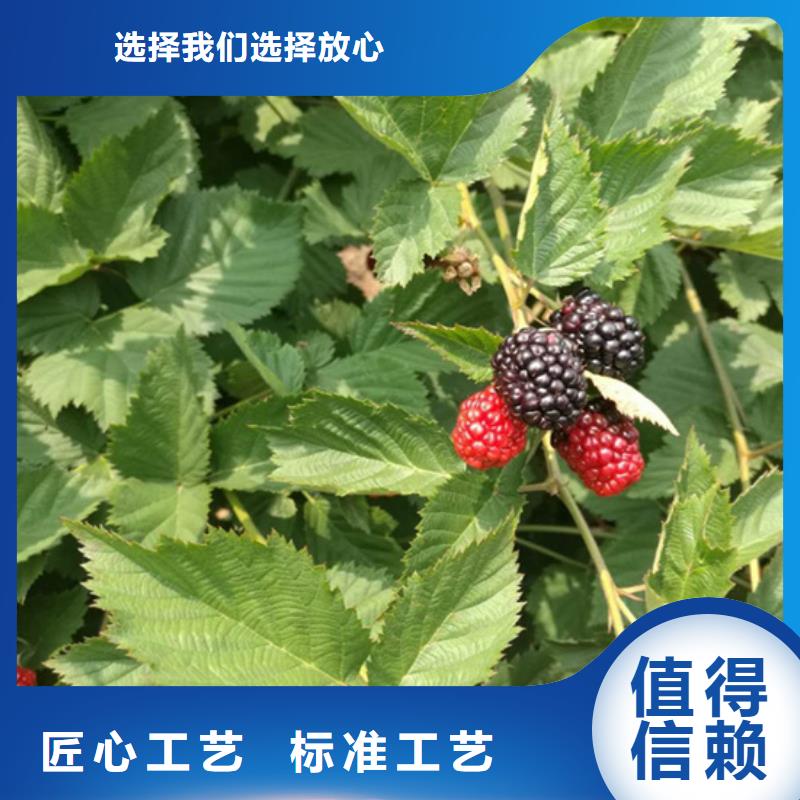 树莓梨树苗优选原材