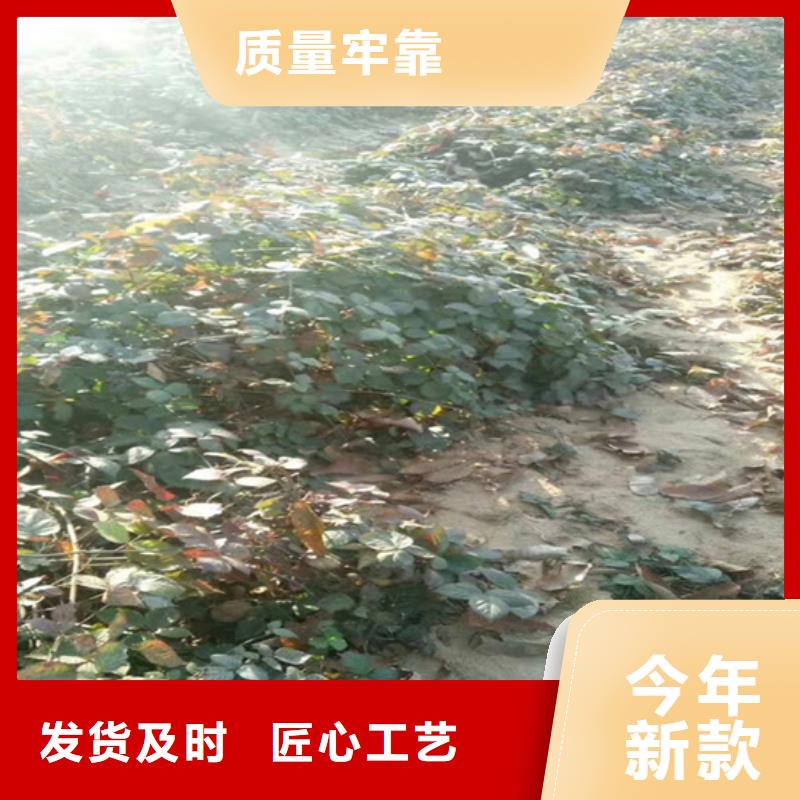 树莓-玛瑙红石榴苗产品参数
