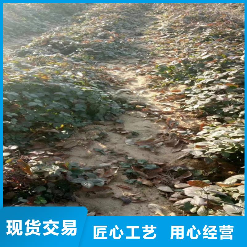 树莓,石榴树保质保量