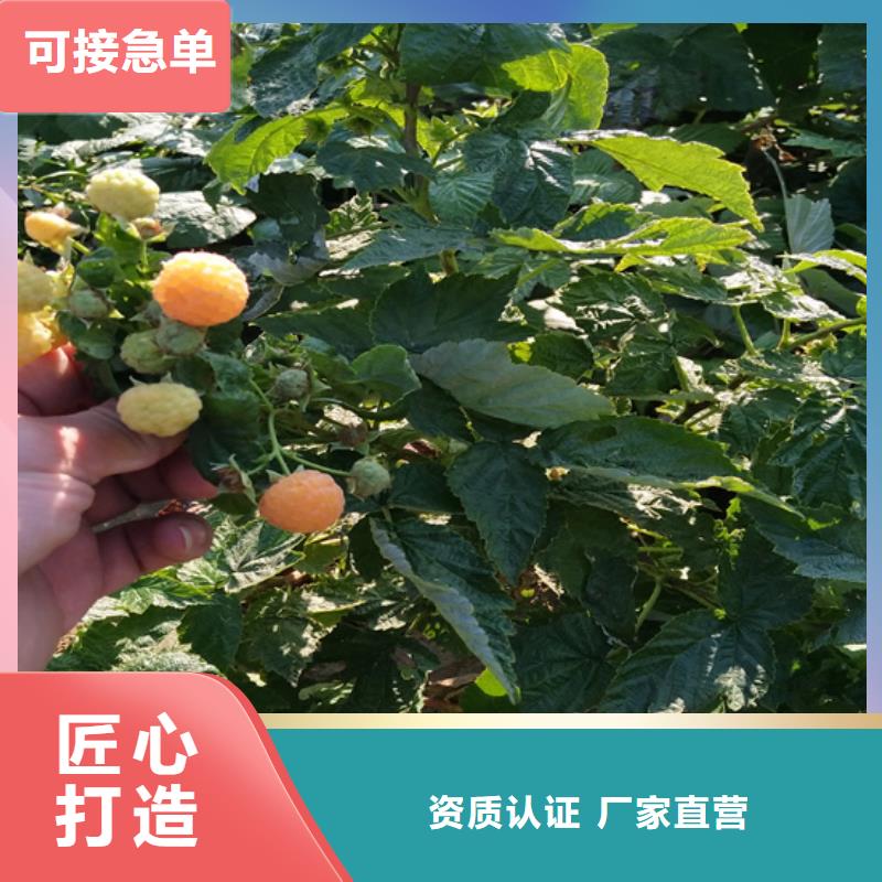 双季黄树莓苗经济效益