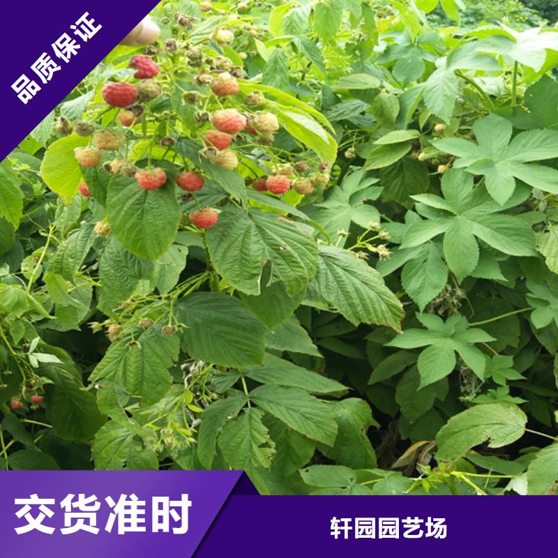 树莓-玛瑙红石榴苗产品参数