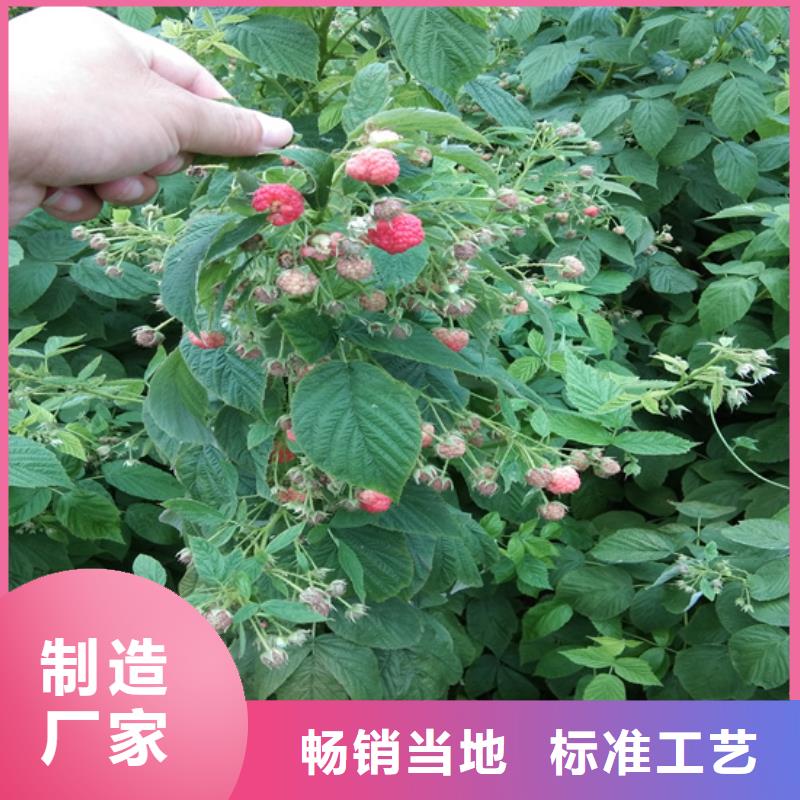 树莓苹果苗专业的生产厂家