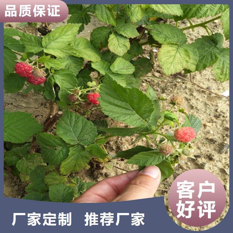 树莓,石榴树保质保量