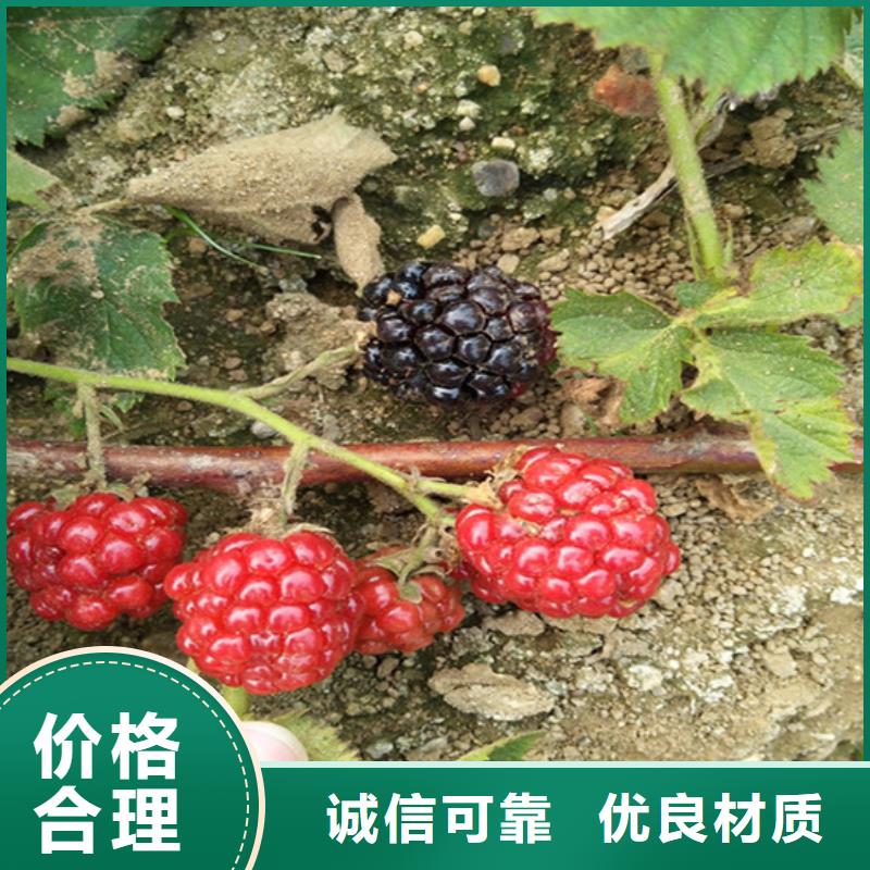 树莓苹果苗专业的生产厂家