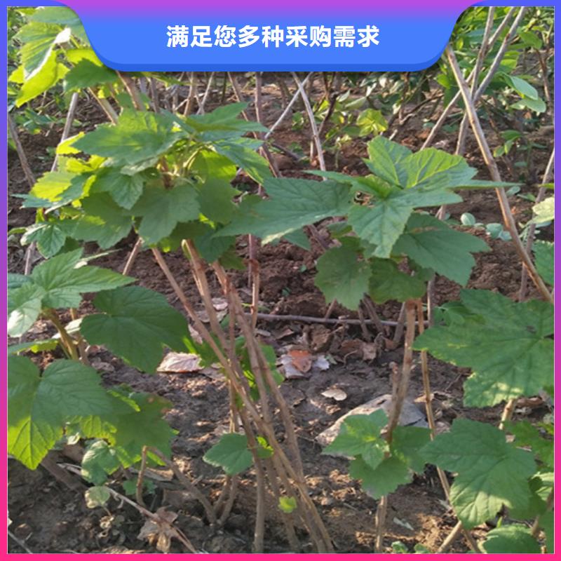 树莓,石榴树保质保量