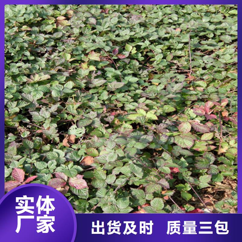 树莓-玛瑙红石榴苗产品参数