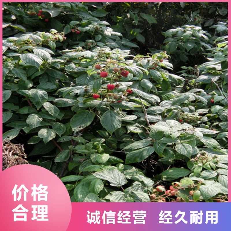 树莓-玛瑙红石榴苗产品参数
